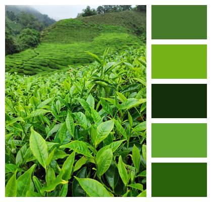 Nature Tea Plantation Tea Image
